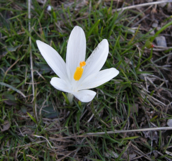 Crocus neapolitanus / Zafferano napoletano